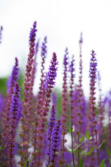 Fototapeta premium Blooming Meadow of Purple Salvia with Bee