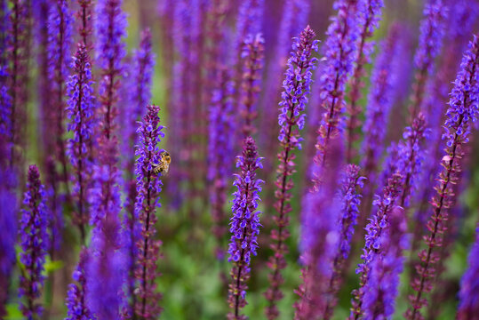 Blooming Meadow of Purple Salvia with Bee