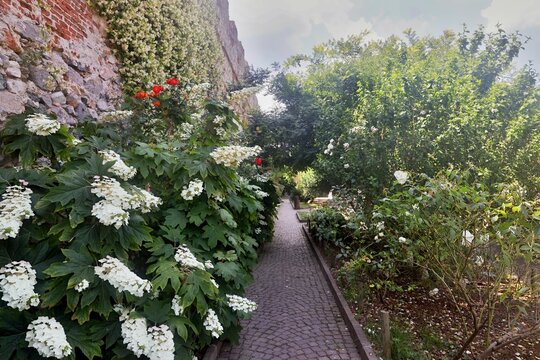 Giardino con fiori