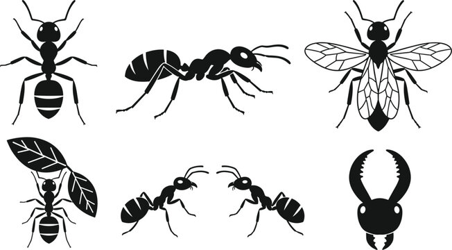 Black ant silhouette vector icon set with flying wasp leafcutter and insect pest control elements