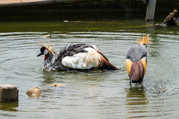 Fototapeta premium Two crested cranes bathing in a serene water body amidst natural surroundings
