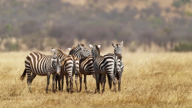 Group of zebras in African savannah