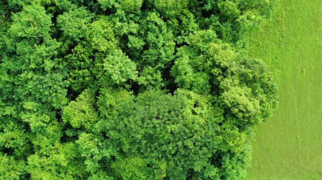 Aerial drone footage flying over a dense green forest canopy, showcasing the vast texture and natural pattern of treetops from a bird's eye view.