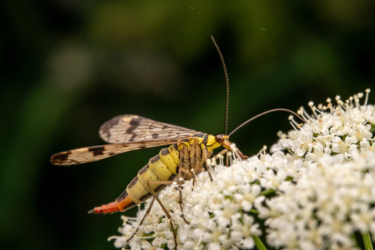 Macro of a common scorpionfly