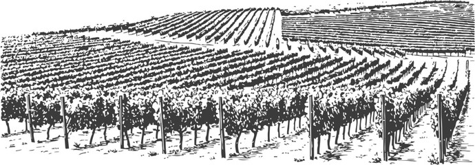 Obraz premium vineyard landscape engraving rows of grapevines on rolling hills vintage illustration