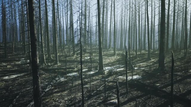 Barren winter skeleton forest with leafless trunks and pale horizon, stark mood highlights vertical rhythm, loneliness and contemplative cold stillness.