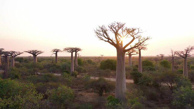 Sunset view of Baobab trees. Morondava, Madagascar