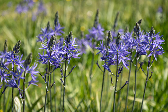 Large Camas in flower (Camassia leichtlinii)