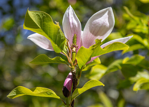 Magnolia 'Soulangeana' tree in bloom