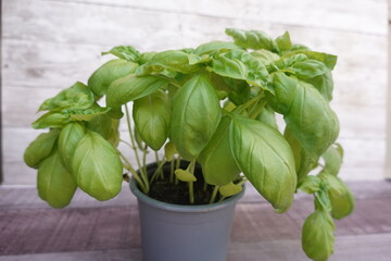 Naklejka premium Fresh green basil plant growing in a pot, highlighting healthy eating, organic herbs, and home gardening for cooking