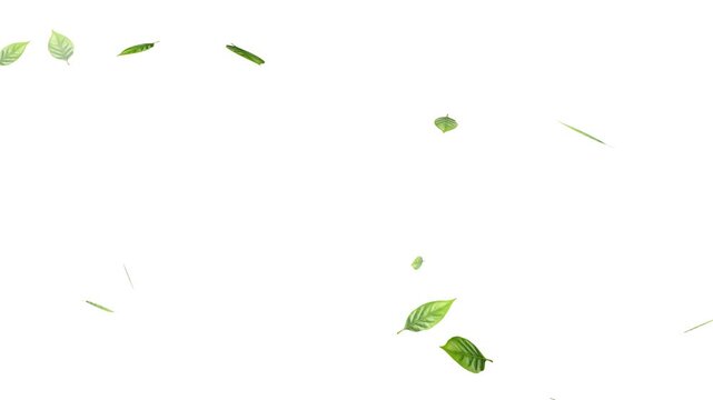 Flying Green leaves over black background. Element Overlay, Realistic green leaf fall animation, falling green leaves on black background.
Falling Leaves Storm &ndash; Whirlwind of Autumn Foliage Loop