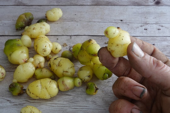 Hand holding unique goose-shaped oca tuber vegetable