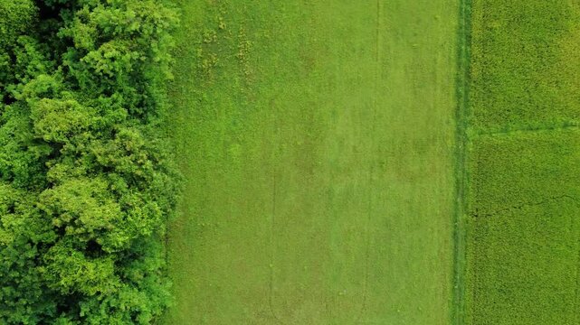 Aerial drone footage flying over a dense green forest canopy, showcasing the vast texture and natural pattern of treetops from a bird's eye view.