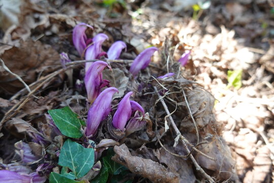 Purple toothwort parasitic plant blooming in forest floor