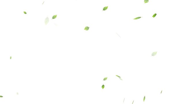 Flying Green leaves over black background. Element Overlay, Realistic green leaf fall animation, falling green leaves on black background.
Falling Leaves Storm &ndash; Whirlwind of Autumn Foliage Loop