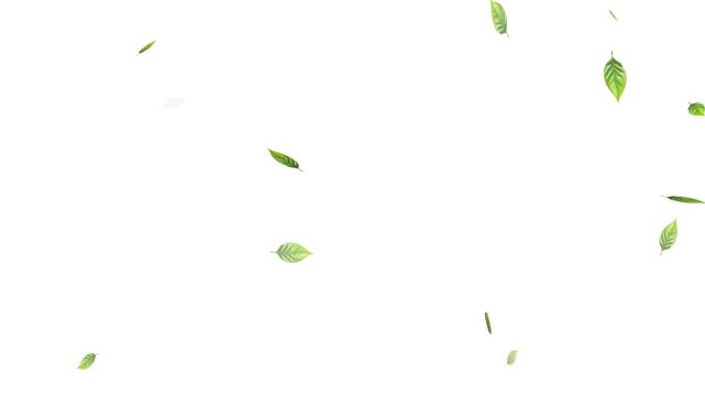 Green leaves are flying in slow motion. transparent alpha, Green Leaves flying with Alpha Channel,
alling on green leaves during a gentle rain shower.