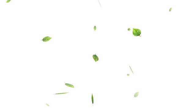 Green leaves are flying in slow motion. transparent alpha, Green Leaves flying with Alpha Channel,
alling on green leaves during a gentle rain shower.