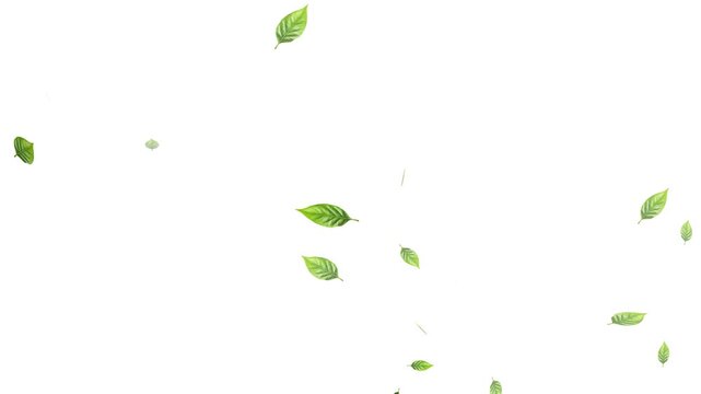 Green leaves are flying in slow motion. transparent alpha, Green Leaves flying with Alpha Channel,
alling on green leaves during a gentle rain shower.