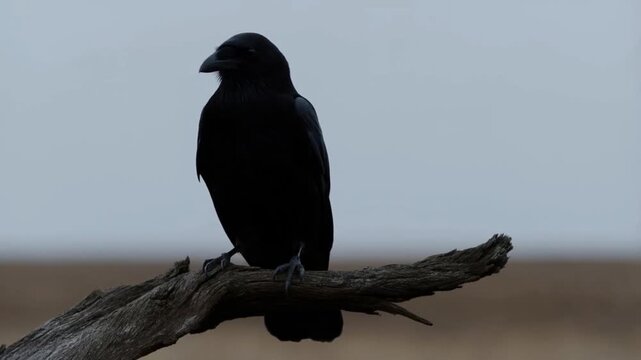Black Raven Perched on Dead Tree Branch on Overcast Day