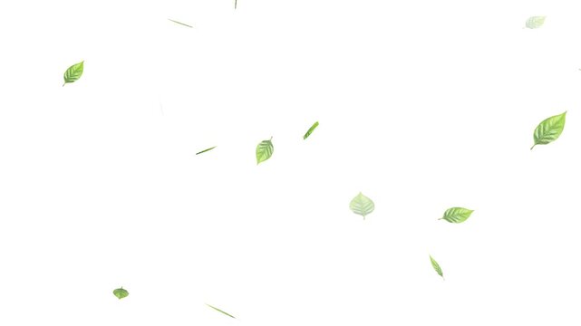Green leaves are flying in slow motion. transparent alpha, Green Leaves flying with Alpha Channel,
alling on green leaves during a gentle rain shower.