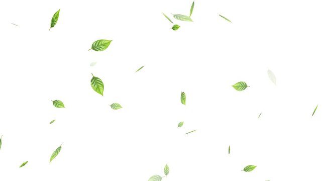 Green leaves are flying in slow motion. transparent alpha, Green Leaves flying with Alpha Channel,
alling on green leaves during a gentle rain shower.