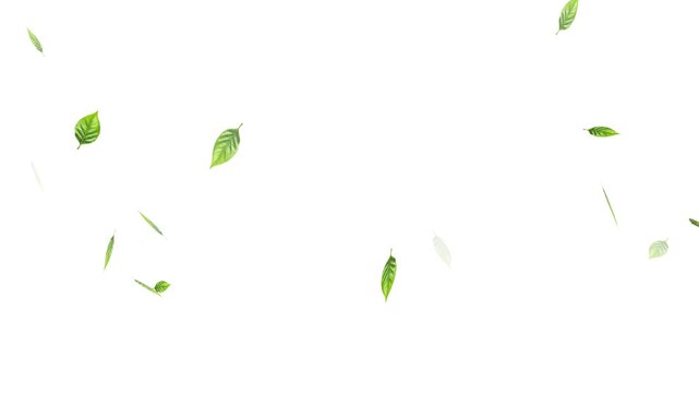 Green leaves are flying in slow motion. transparent alpha, Green Leaves flying with Alpha Channel,
alling on green leaves during a gentle rain shower.