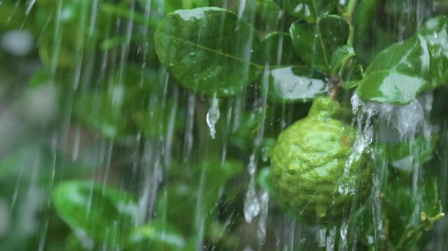 Close-up footage of kaffir lime (Bergamot) fruit on a tree branch, wet with raindrops during rainfall in a lush green garden.