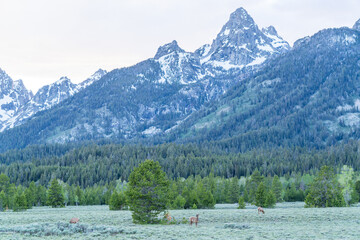 Grand Teton NP. Landscape in the spring, with snow on the mountains, in Grand Teton National Park, in the United States of America. © henk bogaard