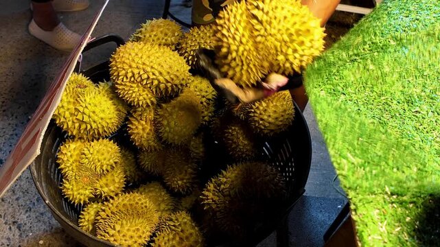 A Thai street vendor checks the ripeness of fresh durian by tapping the shell before opening the fruit for customers at a busy night market. Authentic tropical fruit selection process in Thailand, cap