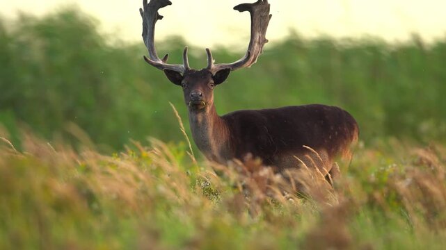 Beautiful fallow deer stag buck with massive palmate antlers standing in tall dry grass during sunset in a peaceful nature meadow