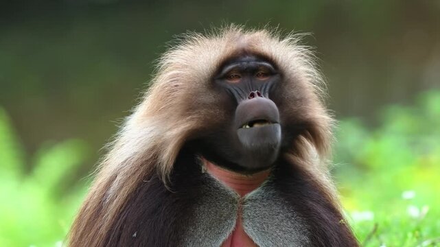 Close up headshot portrait of a male gelada baboon showing its thick hairy mane and expressive face in the mountains