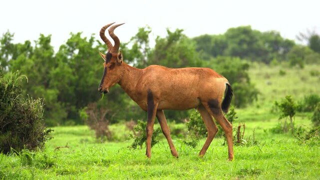 Adult brown hartebeest antelope standing peacefully in a lush green grass field on a sunny day in the African savannah