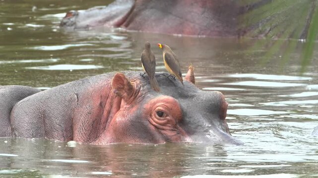 Close up shot of a massive hippopotamus submerged in water with small oxpecker birds perched peacefully on its head on safari trip