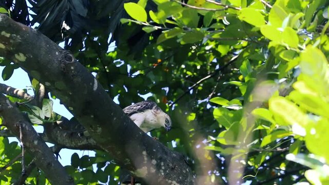 A wild hawk bird of prey looking down while perched on a thick tree branch