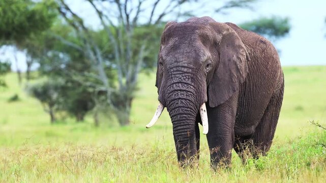 Majestic adult African elephant with large tusks walking gracefully through the green grassy plains of the wild savanna on safari trip