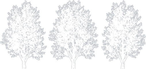 Three grey line art tree icons representing nature and forest vegetation in a simple minimalist vector design style © Asad