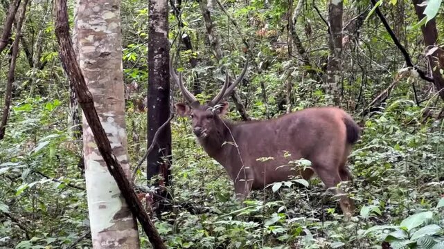 Male sambar deer with large antlers in a dense green forest
