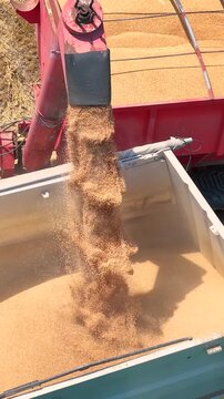Aerial drone shot of a combine harvester transferring freshly harvested wheat to a tractor-trailer for transport to a grain silo, slow motion