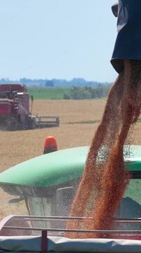 Combine harvester transferring freshly harvested wheat to a tractor-trailer for transport to a grain silo, with another combine harvesting wheat in the background, slow motion.
