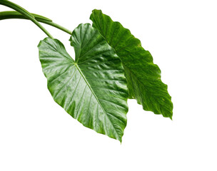 Vibrant green elephant ear leaves, tropical plant foliage, lush botanical garden elements, natural organic design inspiration isolated on Transparent Background © md arif babu