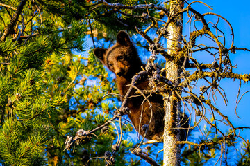 Cute Black Bear Cub Plays in Tree at Sunset © PhotoSpirit
