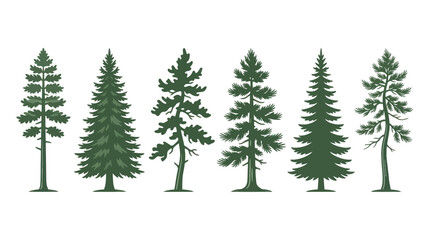 Obraz premium Assorted evergreen trees