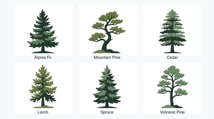 Collection of diverse coniferous tree illustrations © Agustasptrr