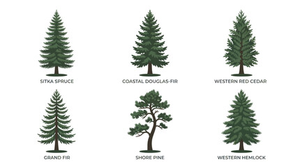 Obraz premium Collection of diverse evergreen tree illustrations