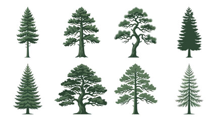 Collection of evergreen coniferous trees © Akun