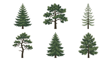 Collection of evergreen coniferous trees © Akun