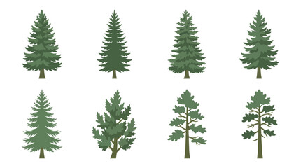 Obraz premium Collection of evergreen tree illustrations
