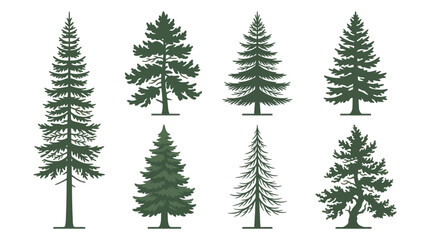 Fototapeta premium Collection of evergreen tree illustrations