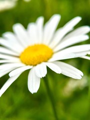 Fototapeta premium Macro close up of white garden daisy with bright yellow center