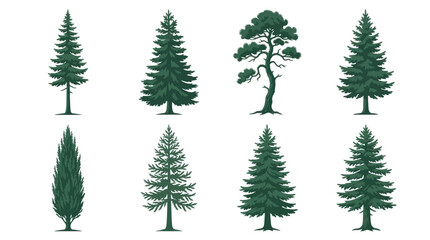 Obraz premium Collection of evergreen tree illustrations
